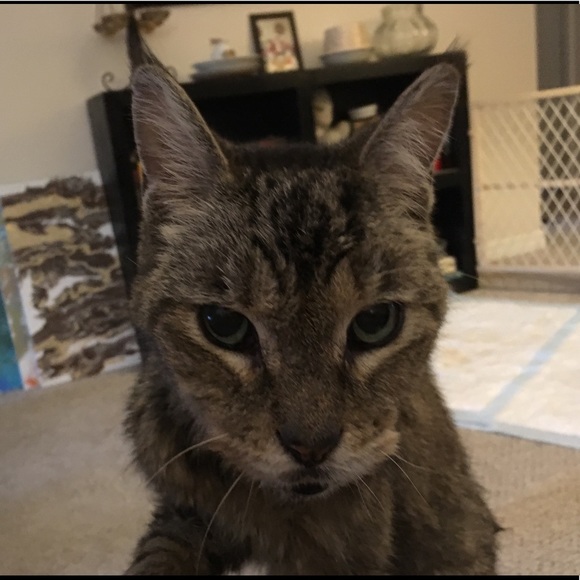 Meet your Posher, Tambra - Picture 2 of 8